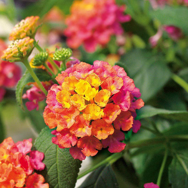 100 Calippo Tutti Frutti Lantana Camara Flower Seeds