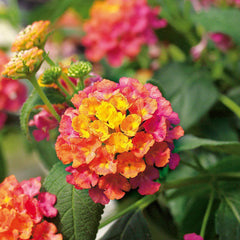 100 Calippo Tutti Frutti Lantana Camara Flower Seeds