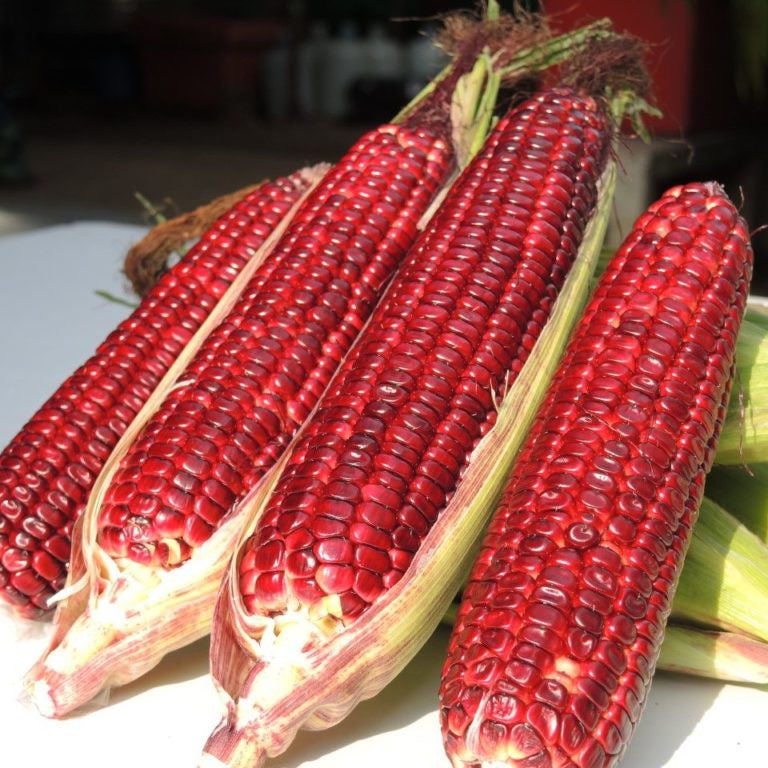 Red corn cobs on a white surface with a blurred background