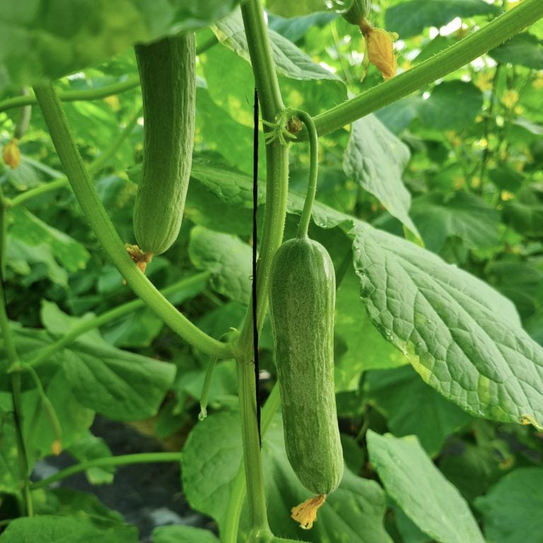 Green cucumbers growing on a vine with leaves in the background
