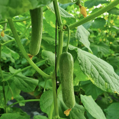 Green cucumbers growing on a vine with leaves in the background