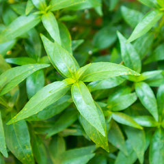 200 Kariyat The Creat Andrographis Paniculata Seeds