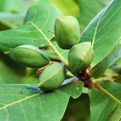 10 Terminalia Catappa Tropical Almond Bengal Almond Indian Almond Sea Almond Seeds