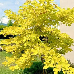 40 Horse Bush Dendrolobium umbellatum L. Benth Seeds
