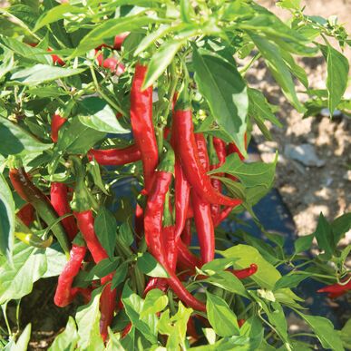 100 Red Flame Hot Chili Pepper Vegetable Non-gmo Seeds