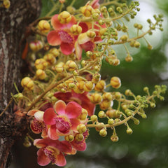 15 Cannonball Tree Couroupita Guianensis Aubl Seeds