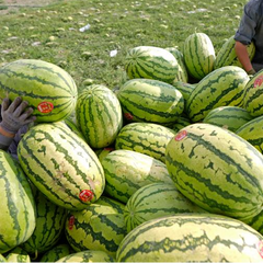 50 Xisha Chinese Watermelon Seeds