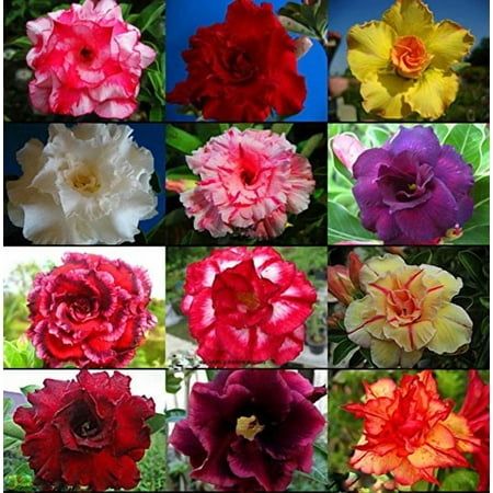 10 Thai Mixed Adenium obesum Double layer Desert Rose Seeds No.3