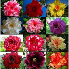 10 Thai Mixed Adenium obesum Double layer Desert Rose Seeds No.3