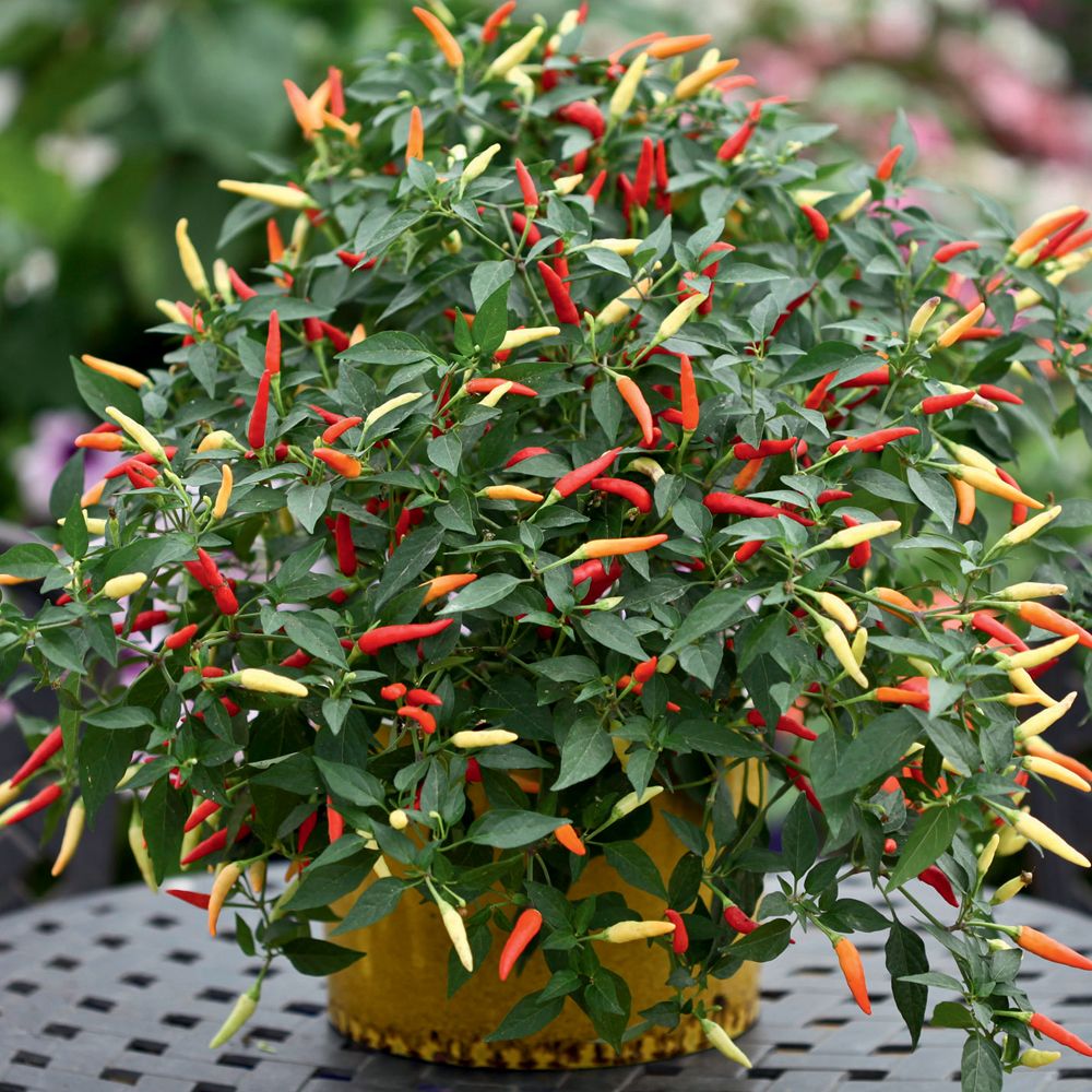 100 Basket of Fire Chilli Pepper Vegetable Heirloom NON-GMO Seeds