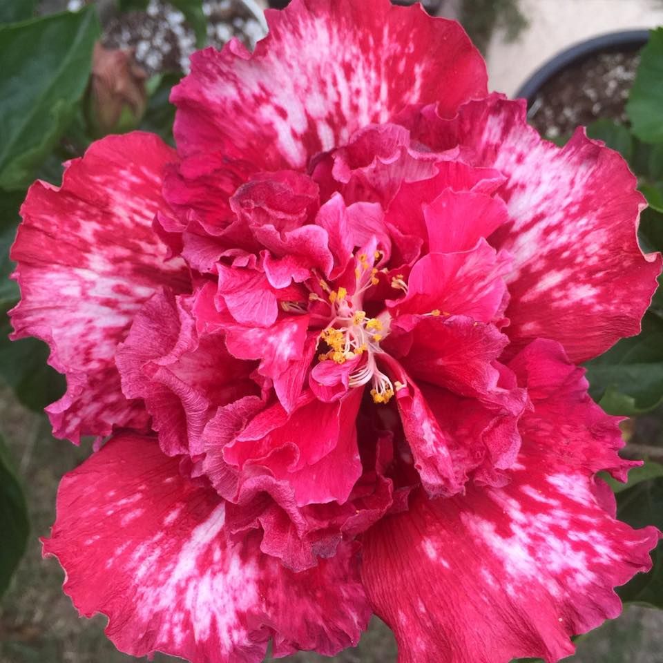 100 Cherry Ice Hibiscus Hardy Flower Perennials Seeds