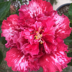 100 Cherry Ice Hibiscus Hardy Flower Perennials Seeds