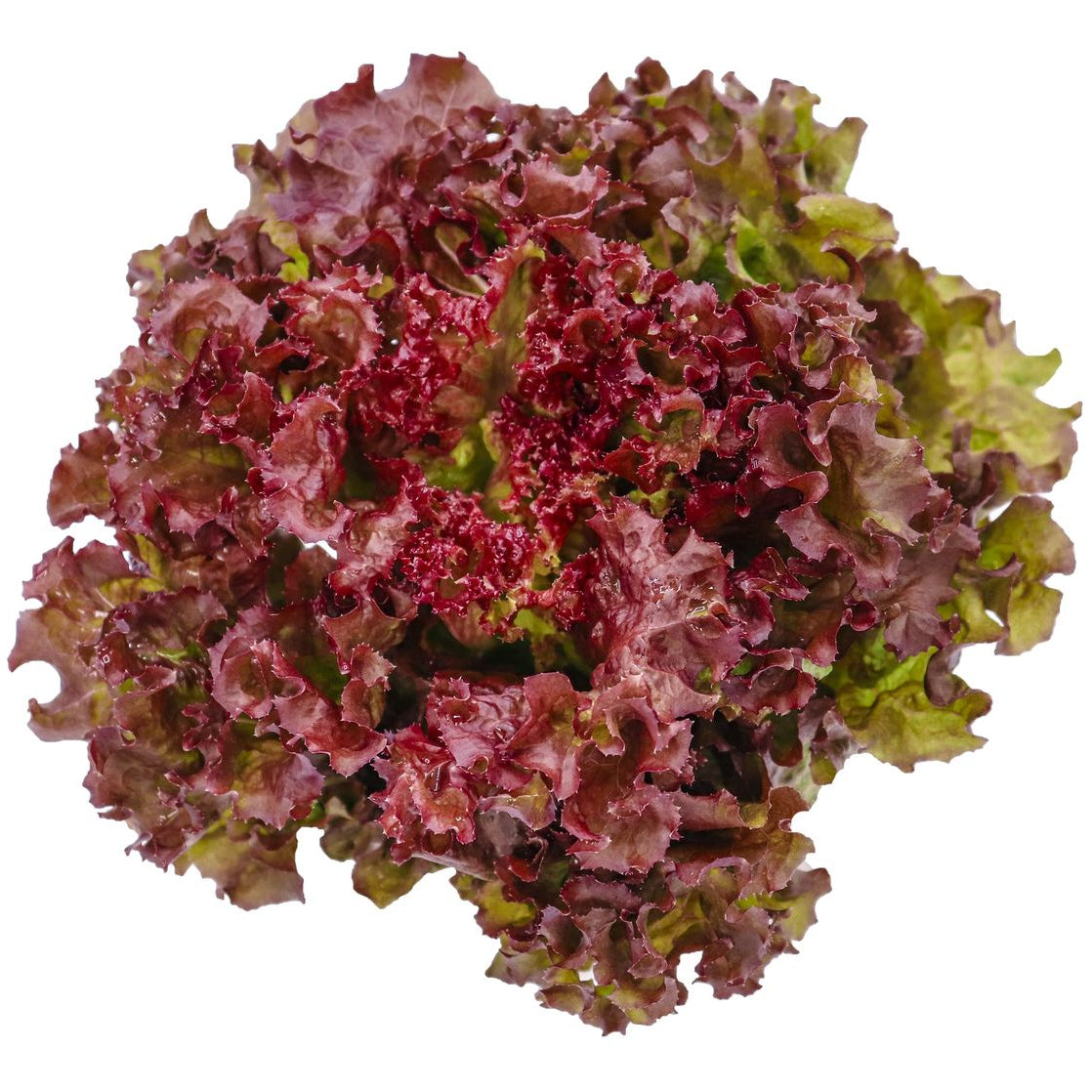 300 Red Bowl Lettuce Vegetable Seeds