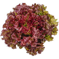 300 Red Bowl Lettuce Vegetable Seeds