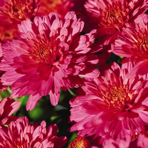 200 Flamingo Pink Chrysanthemum Flowers Seeds