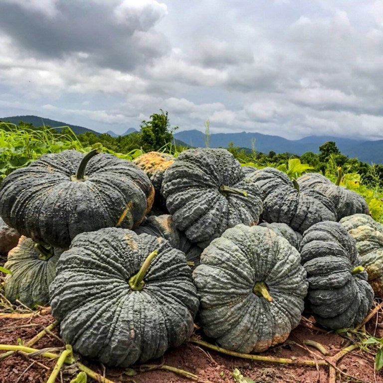 35 Thong Ampai 342 F1 Pumpkin Vegetable Seeds