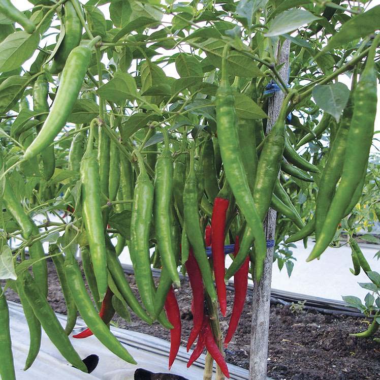 100 Green Anaheim Thai Pepper Seeds