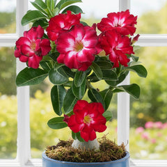 15 Thai Red Parawadee Adenium Obesum Desert Rose Seeds