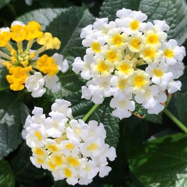 Close-up of white and yellow flowers with green leaves in the background
