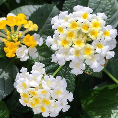 Close-up of white and yellow flowers with green leaves in the background