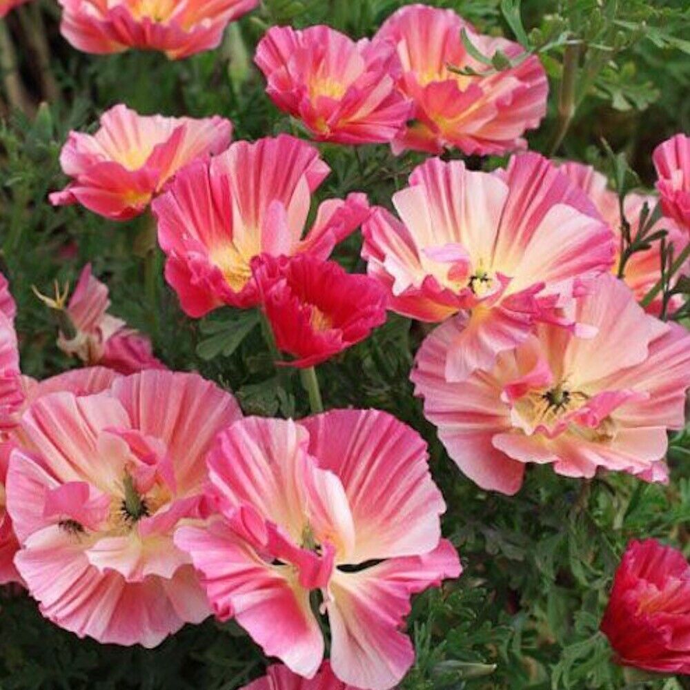 2000 Thai Silk Rose Chiffon Poppy Flower Seeds
