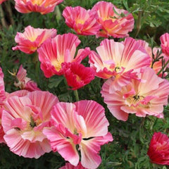 2000 Thai Silk Rose Chiffon Poppy Flower Seeds