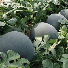 50 Black Diamond Watermelon Seedless Seeds