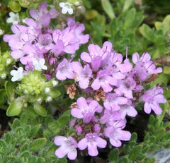100 Creeping Thyme Herb Flower Seeds Thymus Serpyllum