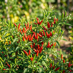 200 Thai Bird's Eye Capsicum annuum Chilli Pepper Vegetable NON-GMO Seeds