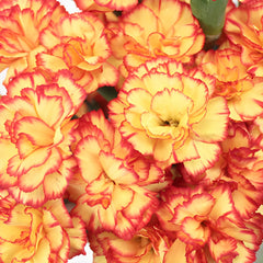 350 Yellow and Orange Bicolor Carnation Flower Dianthus Caryophyllus Seeds