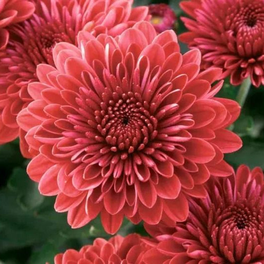 Close-up of vibrant pink flowers with a blurred green background