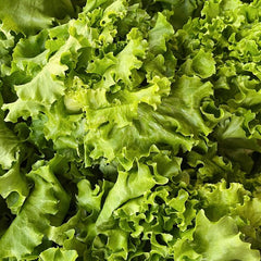 300 Southern Giant Curly Leaf Lettuce Vegetable Seeds