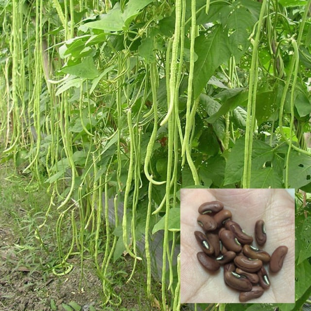100 Chinese Yard Long Bean Seeds Red Bean