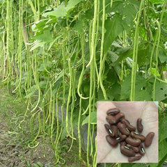 100 Chinese Yard Long Bean Seeds Red Bean