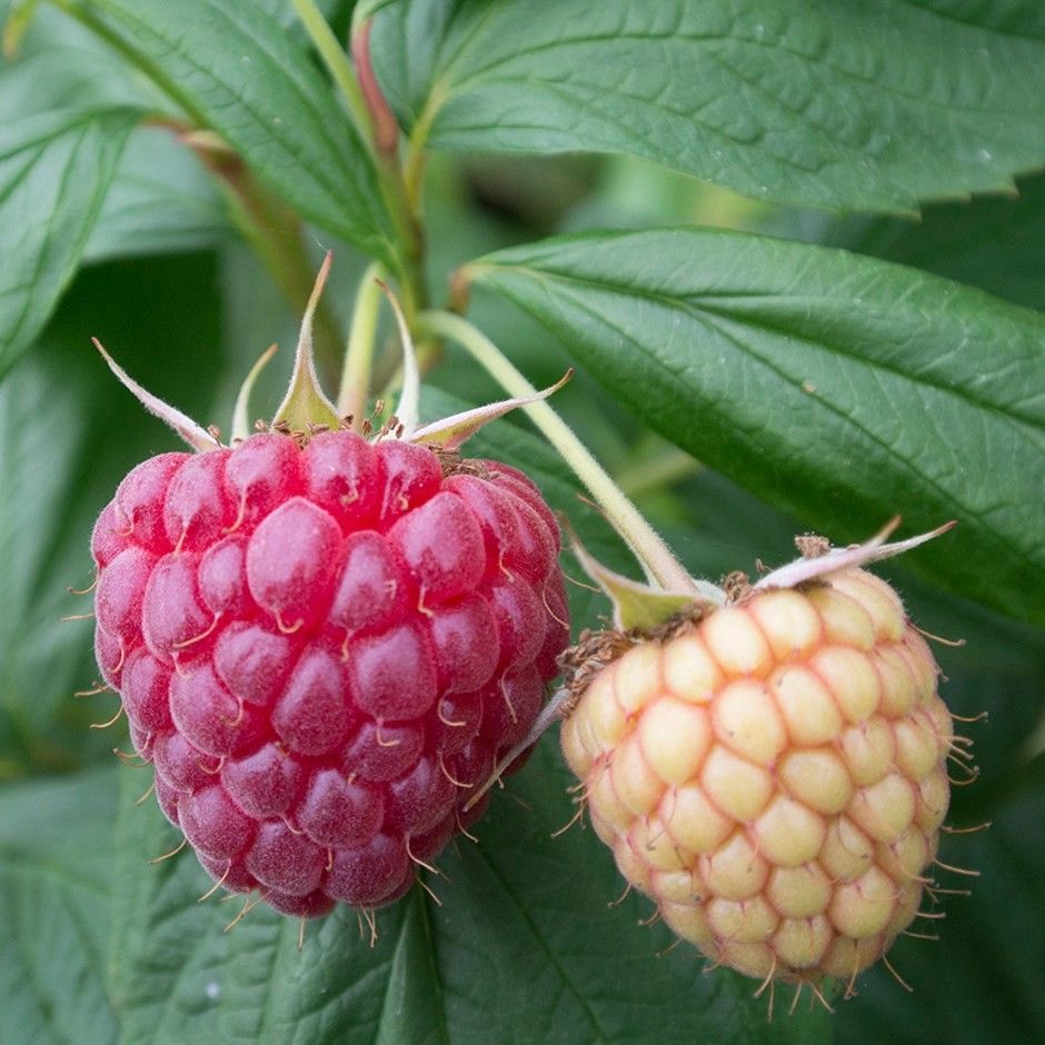 100 Latham Red Raspberry Seeds