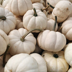 35 White Baby Boo Mini Pumpkin Vegetable Seeds