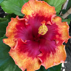 Close-up of a vibrant red and orange hibiscus flower with green leaves in the background.