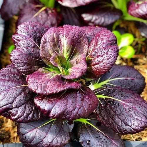 100 Red Tatsoi Chinese Cabbage Vegetable Heirloom Seeds Non-Gmo