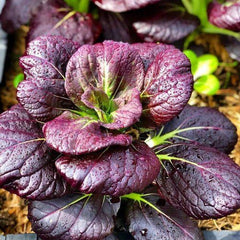 100 Red Tatsoi Chinese Cabbage Vegetable Heirloom Seeds Non-Gmo