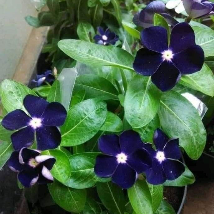 Potted plant with dark purple flowers and green leaves