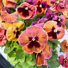 100 Matrix Sunrise Pansy Flower Seeds