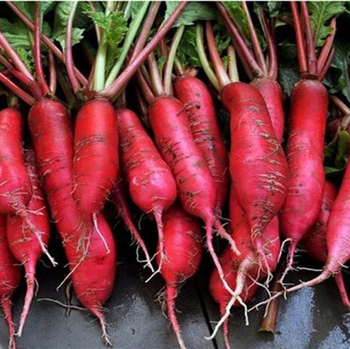 Bunch of red radishes with green tops on a dark surface