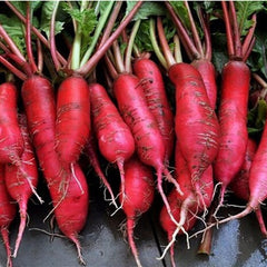Bunch of red radishes with green tops on a dark surface