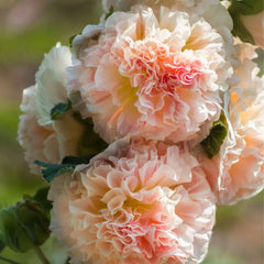 100 Double Chater's Rose Hollyhocks Alcea Rosea Flower Seeds
