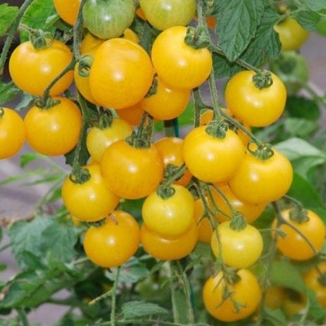 100 Thai Yellow Cherry Tomato Seeds