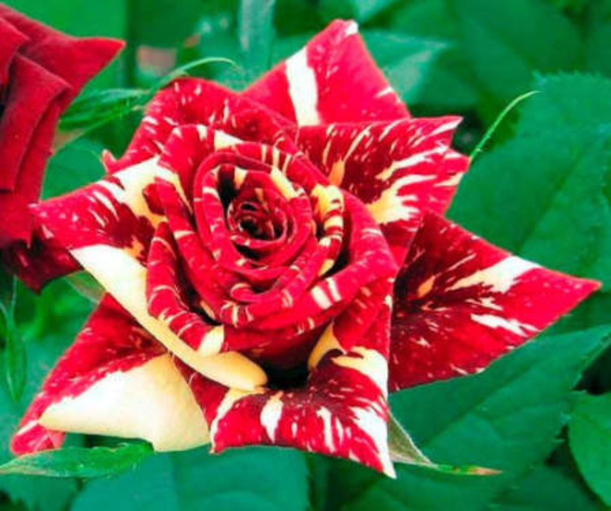 100 Lot Stripe Rose Bush Plants Beautiful Garden Bonsai Exotic Potted Plant Sementes De Flores Raras Seeds