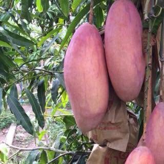 8 Hong Yu Mango Tropical Fruit Mangifera Indica L. Seeds