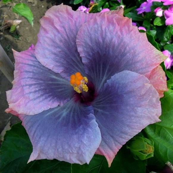 100 Moorea Toaremoana Hibiscus Hardy Flower Perennials Seeds
