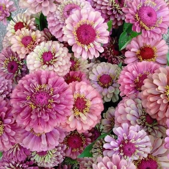 300 Queen Red Lime Zinnia Flower Seeds