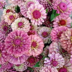 300 Queen Red Lime Zinnia Flower Seeds